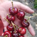 comprar cerezas feas